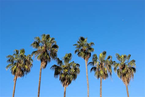 Free Stock Photo Of Palm Tree Crowns Against Blue Sky