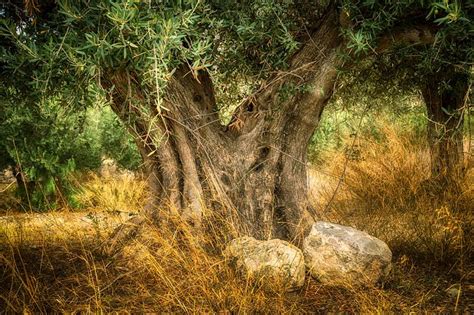 600 Free Olive Tree And Olives Images Pixabay Free Pictures Free
