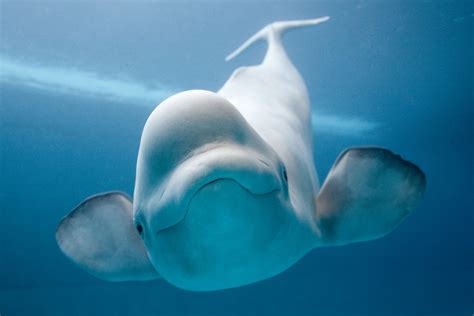 Animal Unique Beluga Whale