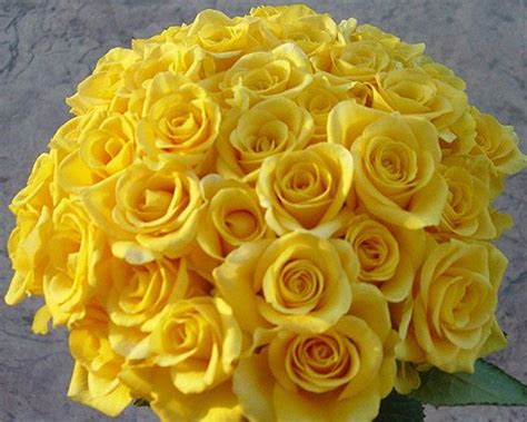 These convey meanings of sympathy if you have received a single yellow rose, the meaning may be a bit more mysterious. Bouquet Bridal: Yellow Roses Bridal Bouquet