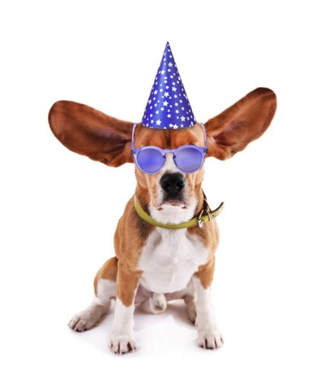Beagle Dog In Stylish Sunglasses And Party Hat Isolated On White — Stock Photo © Belchonock