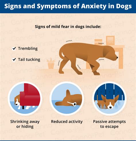 How Do You Tell If Your Dog Is Anxious Or Stressed