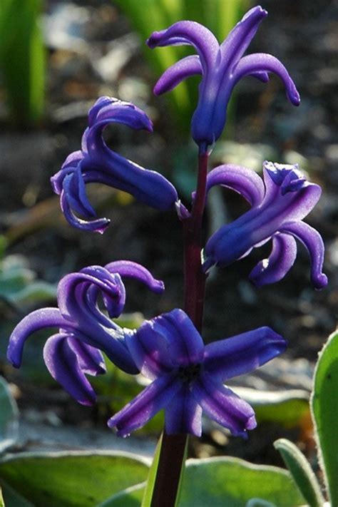 Dutch Hyacinth Trees To Plant Purple Flowers Plants