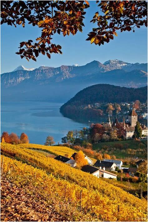 Vineyard Spiez Switzerland﻿ Switzerland Places To Visit Spiez