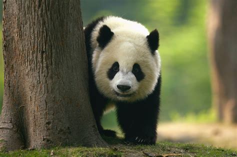 Giant Pandas No Longer Endangered But Gorillas Close To Extinction