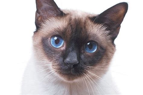 Mèo Xiêm Giá Bao Nhiêu Thông Tin A Z Về Siamese Cat