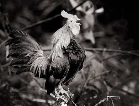Ayam berkokok di subuh hari. Pertanda Ayam Berkokok Di Malam Hari - Blog Spots