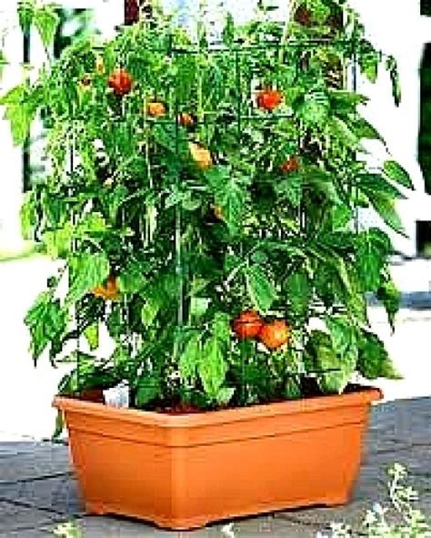 How To Grow Vegetables In Pots And Containers Tips