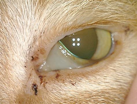 Adult Cat With Corneal Ulcer Stock Photo Download Image Now Domestic