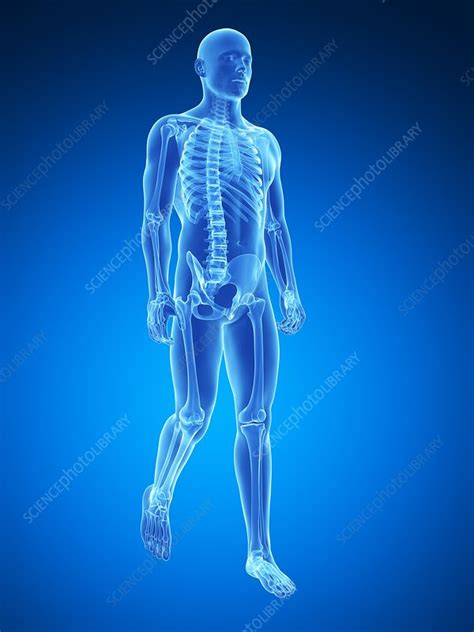 Human Skeletal System Illustration Stock Image F0107353 Science