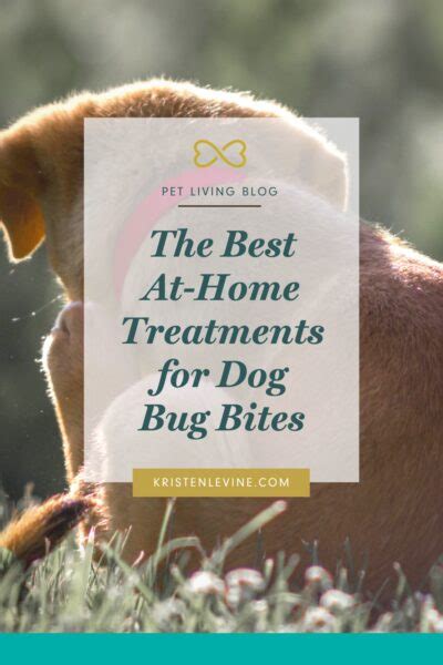 The Best At Home Treatments For Dog Bug Bites