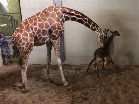 Giraffe Takes First Wobbly Steps At Us Zoo Shropshire Star