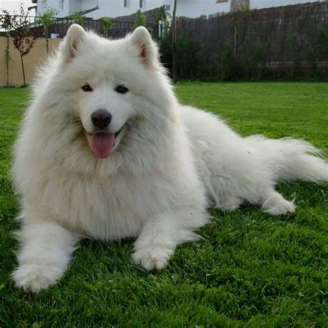 Pin By Doglove On Samoyed Dogs Printable Animal Pictures Russian Dogs