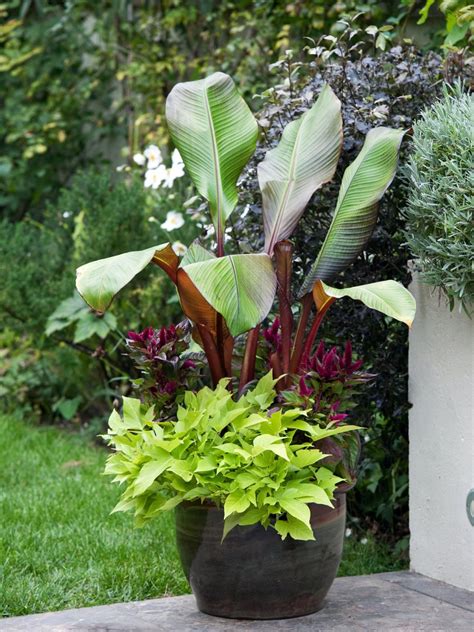 Add Color And Versatility To Your Summer Garden Container Red Banana
