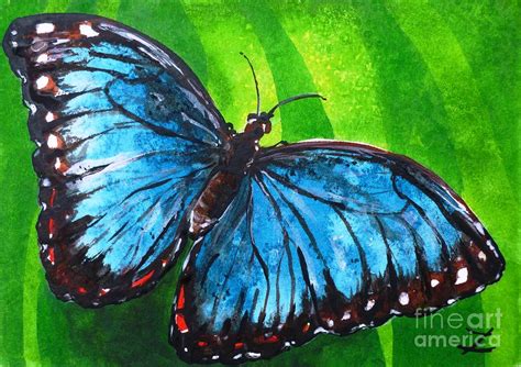 Blue Morpho Butterfly Painting By Zaira Dzhaubaeva