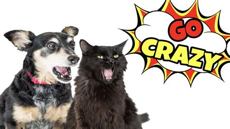 Cat Sounds That Make Dogs Go Crazy Youtube