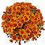 Mika Orange Belgian Mum® Plants For Sale  Free Shipping