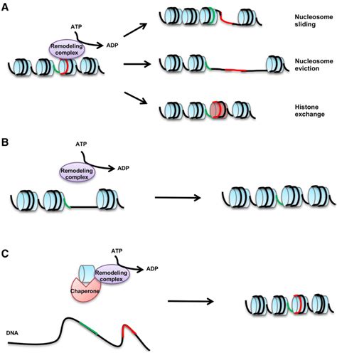 The Outcomes Of Chromatin Remodeling By Atp Dependent Remodeling