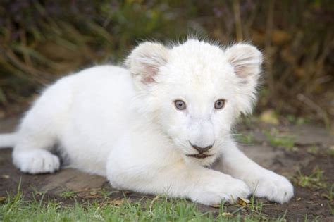 23 Albino Animals So Stunning You Will Literally Gasp