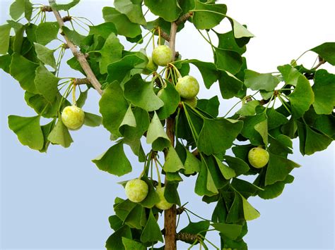 The outer part of the seed produces the unpleasant odor. Ginkgo biloba - Maidenhair Tree unripe fruit and branches ...