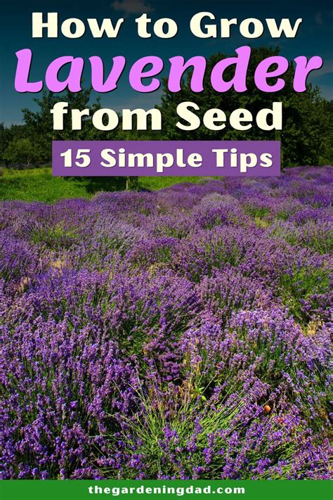 How To Grow Lavender From Seed In 5 Simple Steps 2022 Guide Growing