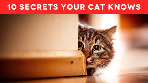 The Secrets Your Cat Knows About You I Youtube