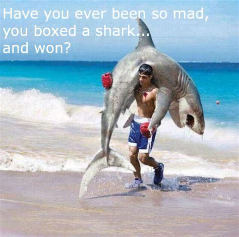 Funny Shark Meme