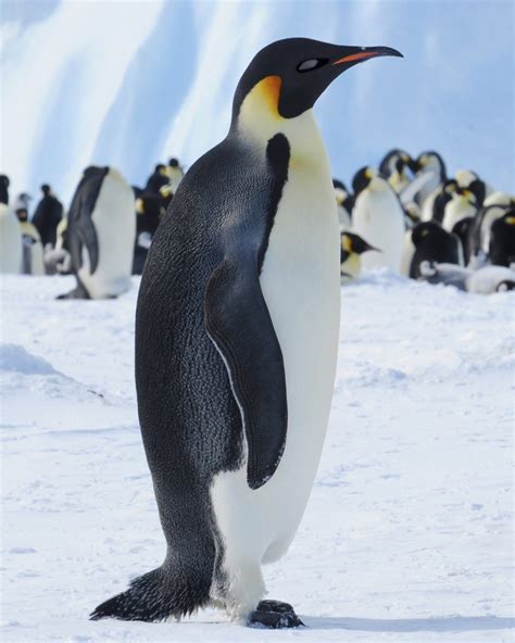 Emperor Penguins Penguin Pedia