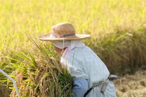 How To Harvest Rice By Hand