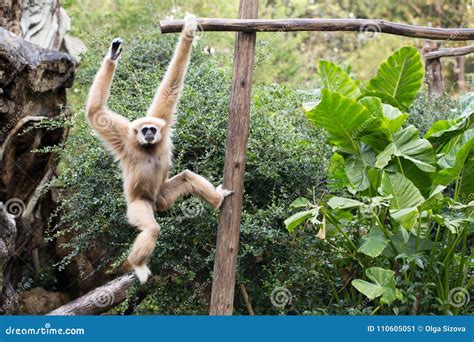 Little Monkey Hanging On The Tree Stock Image Image Of Body Climb
