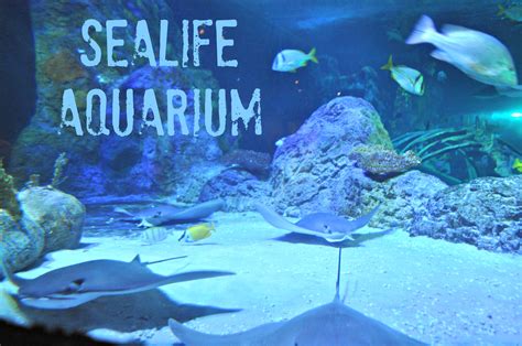 Sea Life Aquarium Grapevine Texas