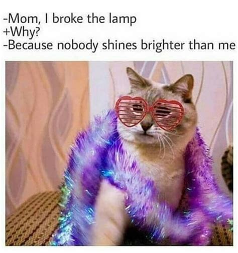 10 Sassy Cats Memes That Scream ‘purrfection’ From Miles Away