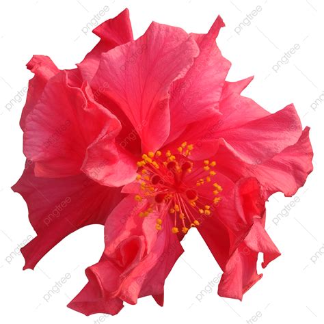 히비스커스 꽃 이미지 일러스트 Png 무궁화 꽃들 빨간 Png 일러스트 및 Psd 이미지 무료 다운로드 Pngtree