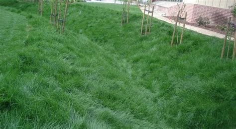 Lawn Alternatives Ground Covers No Mow Lawn Lawn Alternatives Front