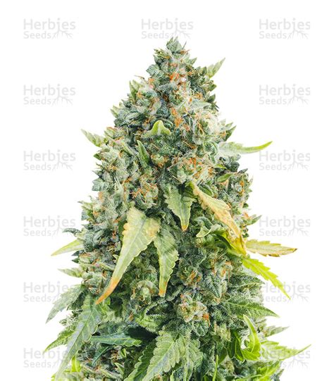 Purple Haze 1 Positronics Seeds Cannabis Samen Zu Verkaufen Herbies