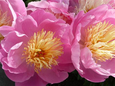 Japanese Peony Photo Taken By Jennifer Bowie 2011 Peonies Flowers Photo