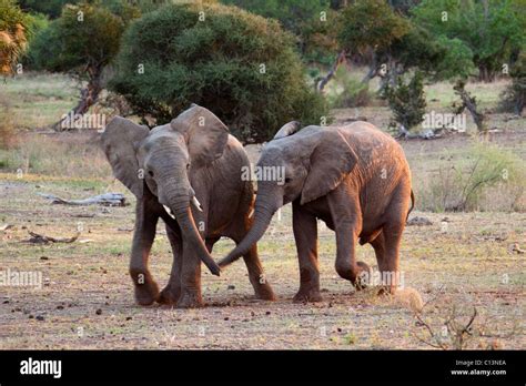 Young Elephants Playing Trunks Hi Res Stock Photography And Images Alamy