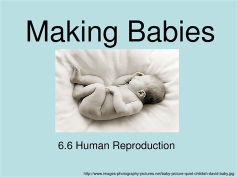 Ppt Making Babies Powerpoint Presentation Free Download Id4777418