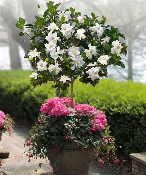 44 Best Shrubs For Containers Best Container Gardening Plants