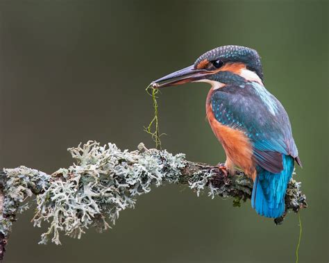 Animal Kingfisher Hd Wallpaper By John Fielding