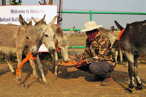 A Peaceful Life For 15 Donkeys And 10 Ponies Animal Rahat