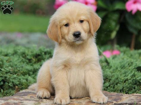 The golden retriever is a large sized, energetic breed, serving as efficient gun dogs used for retrieving waterfowl and game birds. Cute puppy | Golden retriever, Retriever, Dogs golden ...