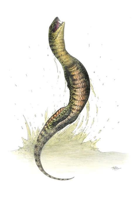 Vancleavea Campi An Aquatic Archosaur From The Triassic Of The Western