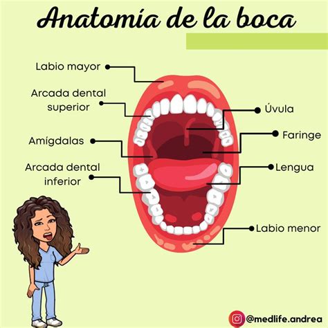 An Illustrated Diagram Of The Anatomy Of A Woman S Mouth And Its Major Parts