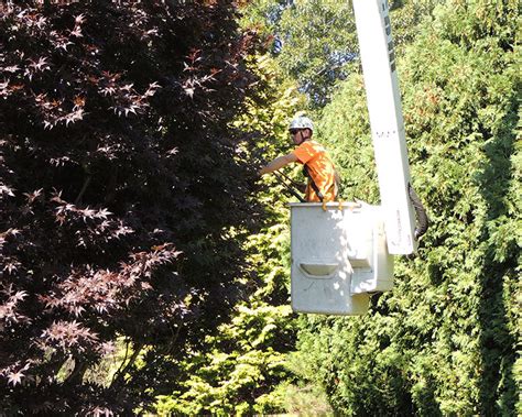 Near you 20+ tree services near you. Tree Pruning - Kaiser Tree Preservation Co.