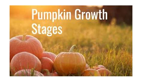 giant pumpkin growth chart