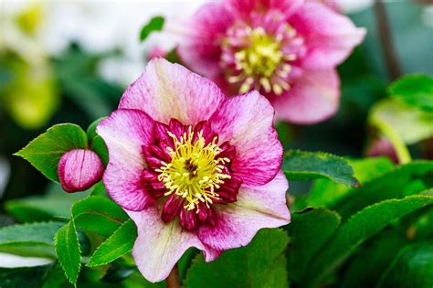The 30 Best Winter Plants From Winter Flowers To Bedding Plants Copy