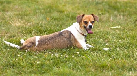 chihuahua beagle mix cheagle breed info puppy costs