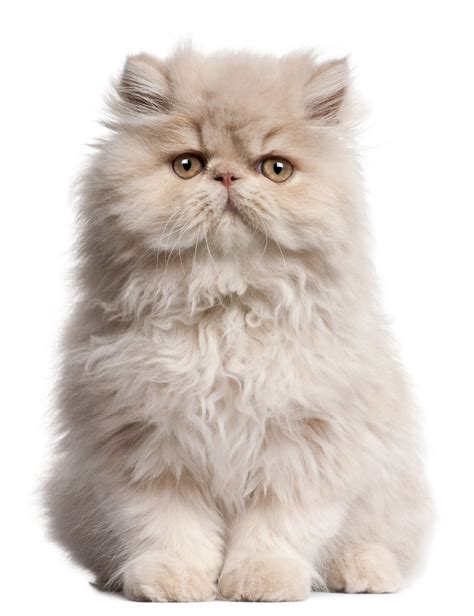 Fluffy Persian Fluffy Cat Breeds Pets Lovers