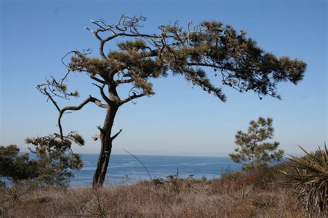 Torrey Pine Tree The Ultimate Guide Install It Direct